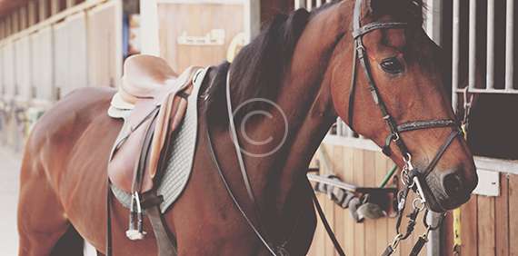 Term Riding Classes