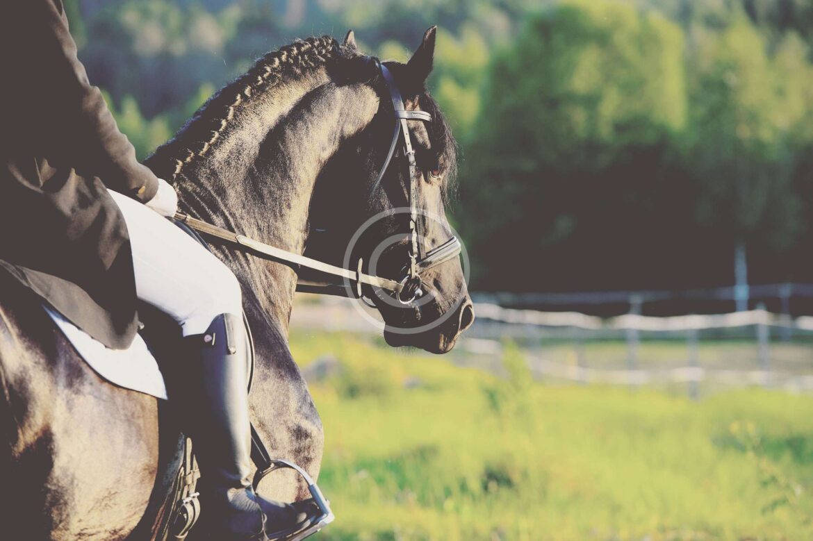 Are Riders Too Heavy for Their Horses?